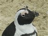 10 Fun Facts About the African Penguin
