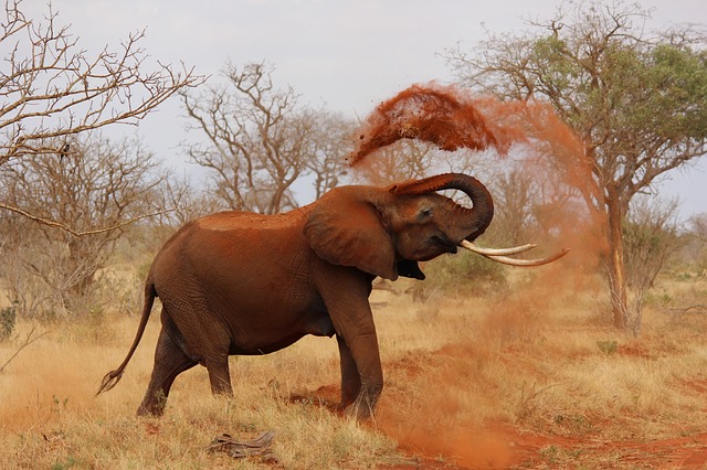20 elephant facts for World Elephant Day