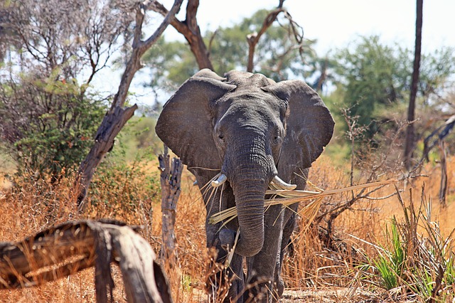 20 elephant facts for World Elephant Day
