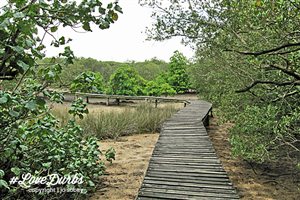 5 green travel activities in Durban