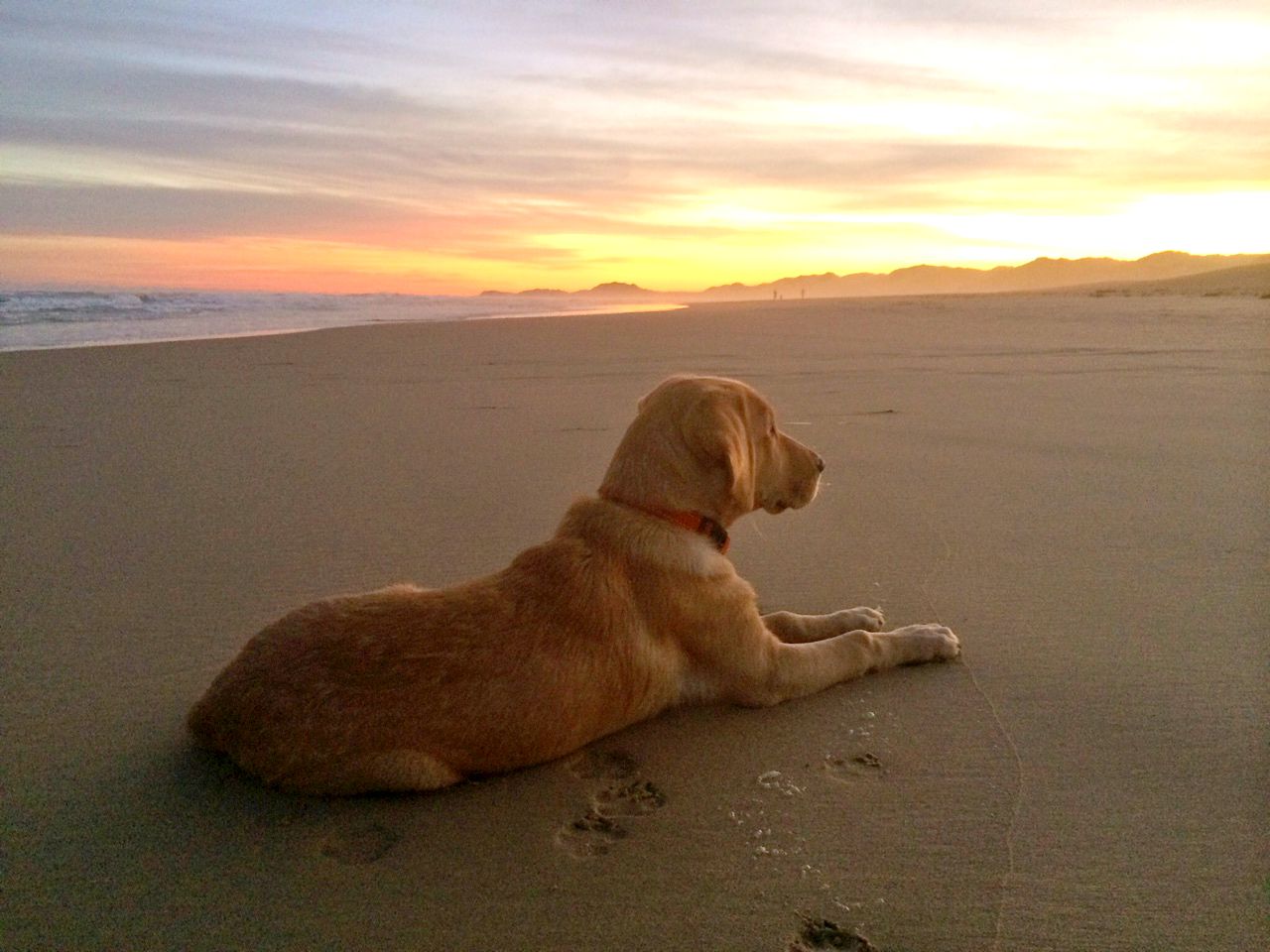 7 Pet friendly places in South Africa