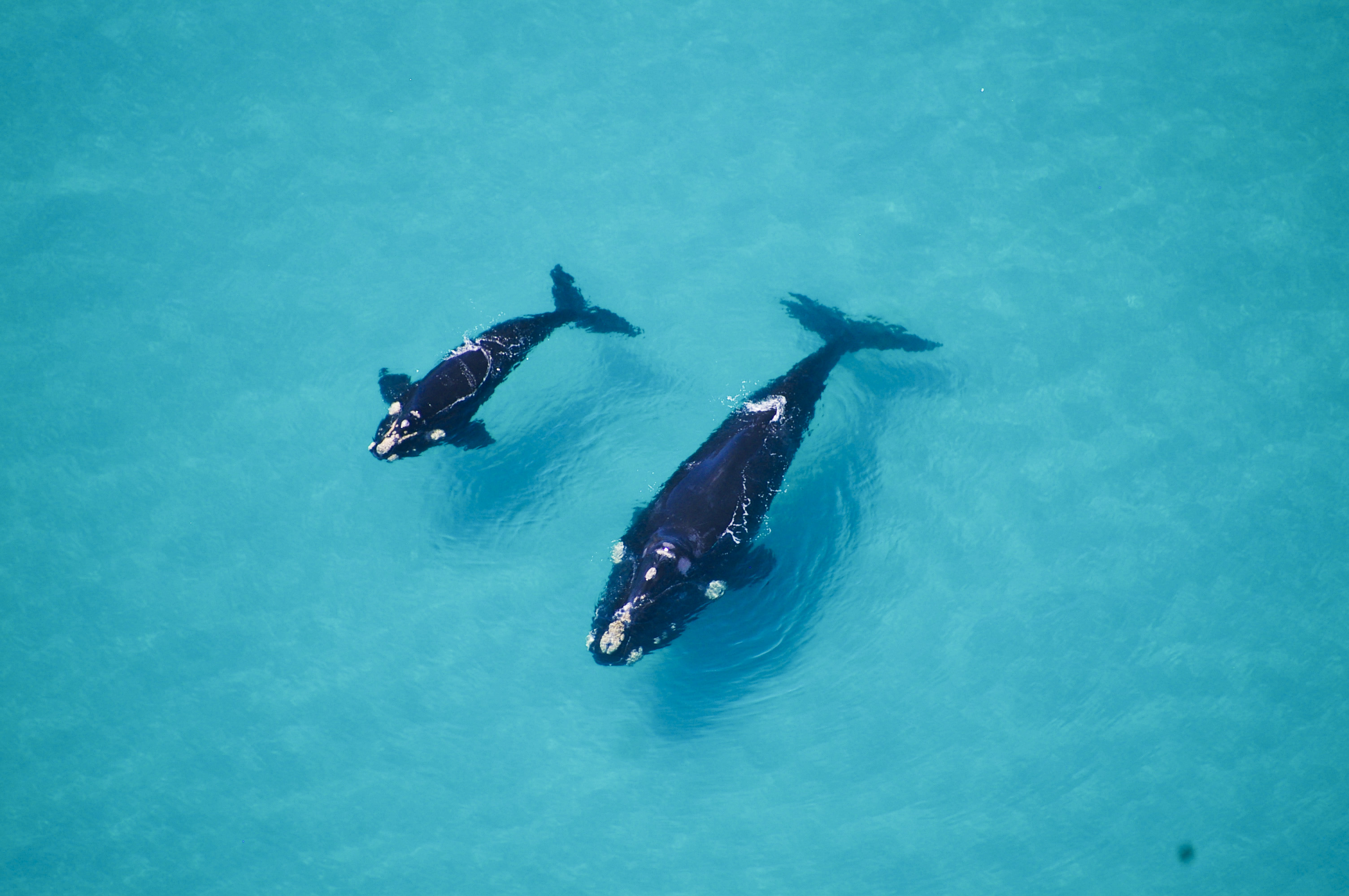 7 Places to watch whales in South Africa