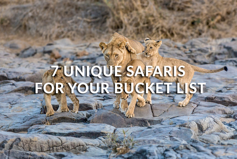 7 unique safaris for your bucket list