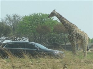 A Very Friendly Giraffe