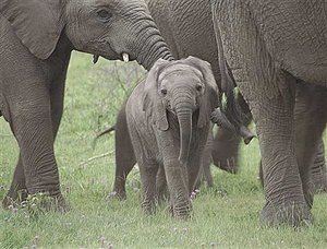 Another Great Escape Elephant Story from Thula Thula