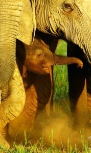 Baby Elephants Story and Pictures