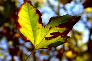 Beautiful autumn in Stellebosch