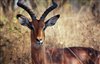 Beautiful Kruger and Mpumalanga Images