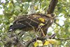 Best Birds Spotted in Newlands!