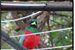 Bird on a wire... birder''s paradise found at Kilmorna Manor in Mpumalanga
