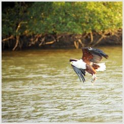 Birding Thursday - African Fish Eagle