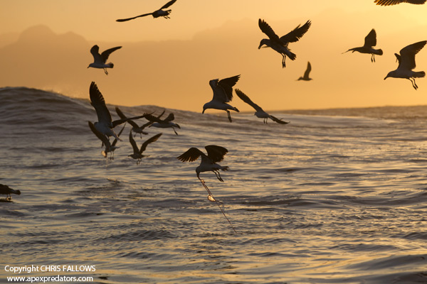 Birding Thursday - Birds of Seal island