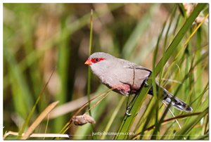 Birding Thursday - Intaka Island