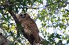 Birding Thursday - Pel''s Owl