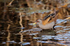 Birding Thursday - Rare Bird near Fish Hoek Attracts Twitchers