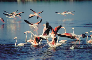 Birding Weekends at Madikwe planned for November
