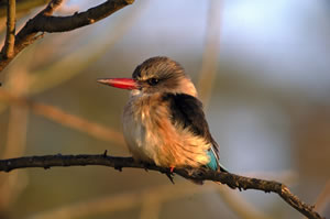 Birdlovers Unite at the Glendower Bird Fair