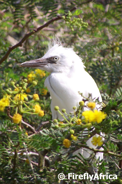 Birds of Montagu