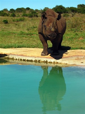 Black Rhino Works It for the Camera