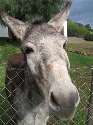 Book Festival to Support Donkeys