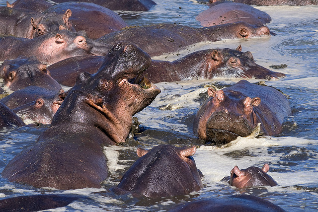 Collective nouns for African animals