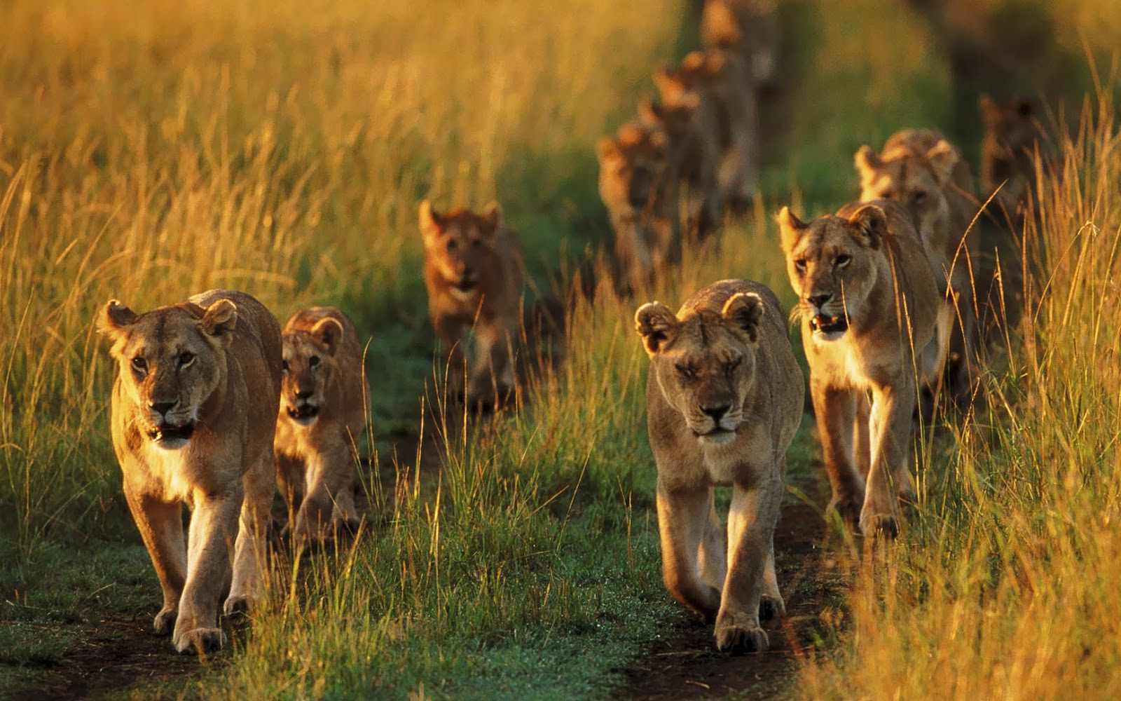 Collective nouns for African animals