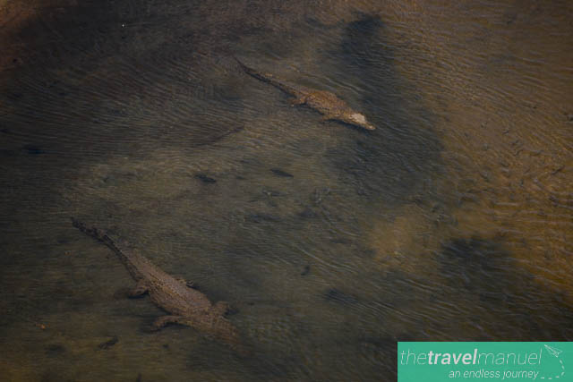 Creatures of the Kruger National Park