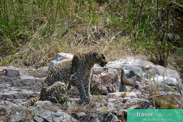 Creatures of the Kruger National Park