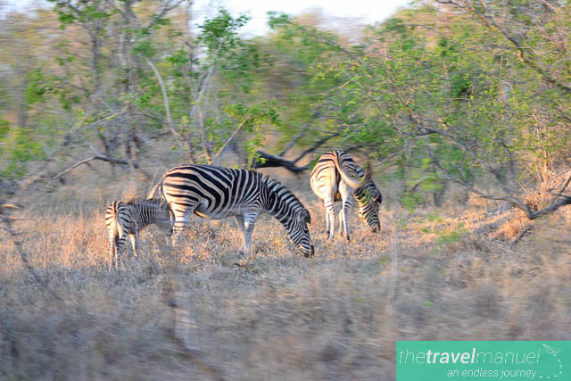 Creatures of the Kruger National Park