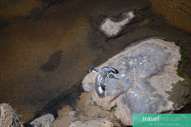 Creatures of the Kruger National Park