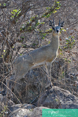 Creatures of the Kruger National Park