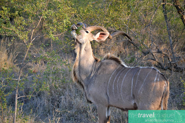 Creatures of the Kruger National Park