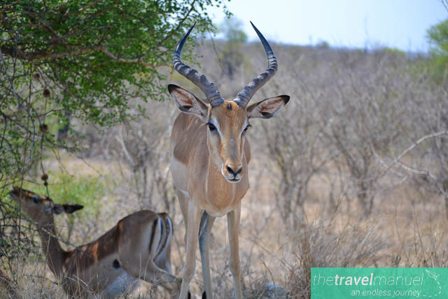 Creatures of the Kruger National Park