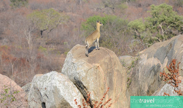 Creatures of the Kruger National Park
