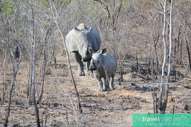 Creatures of the Kruger National Park