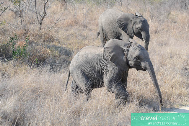 Creatures of the Kruger National Park