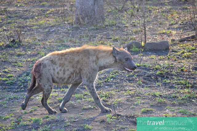 Creatures of the Kruger National Park
