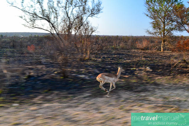 Creatures of the Kruger National Park