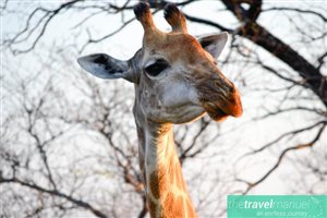 Creatures of the Kruger