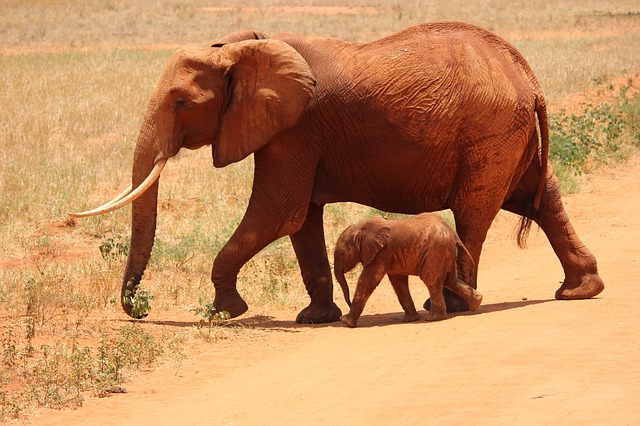 Family-friendly Safari Holidays at Addo
