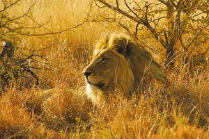 Farewell to the Batia Boys of Madikwe