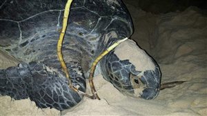 First ever green turtle sighting at iSimangaliso