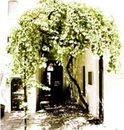 First wine and oldest vine in Cape Town - Friday story time with David Bristow