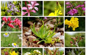 Flowers and plants of Addo from the saddle of a horse