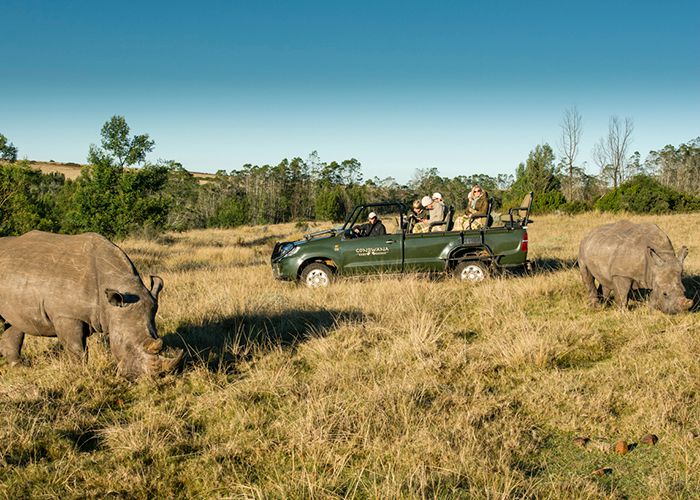 Glorious game-viewing at Gondwana