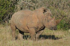 Grim Images Show True Horror of Rhino Poaching in South Africa