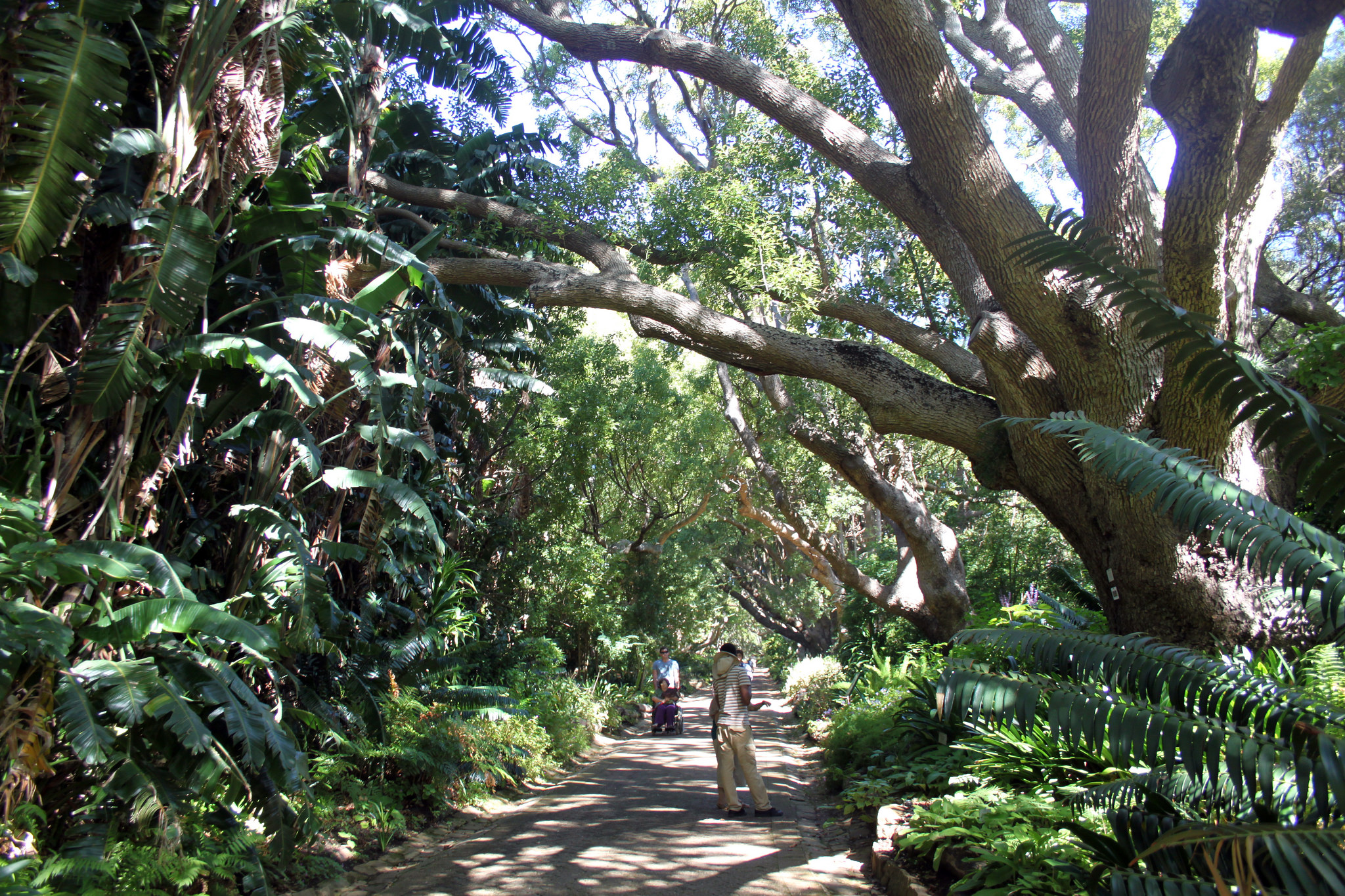 How to plan your visit to Kirstenbosch National Botanical Gardens