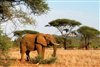 In search of baobabs - an unforgettable Zim safari