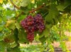 International Wine Experts Impressed with SA''s Wine Tourism