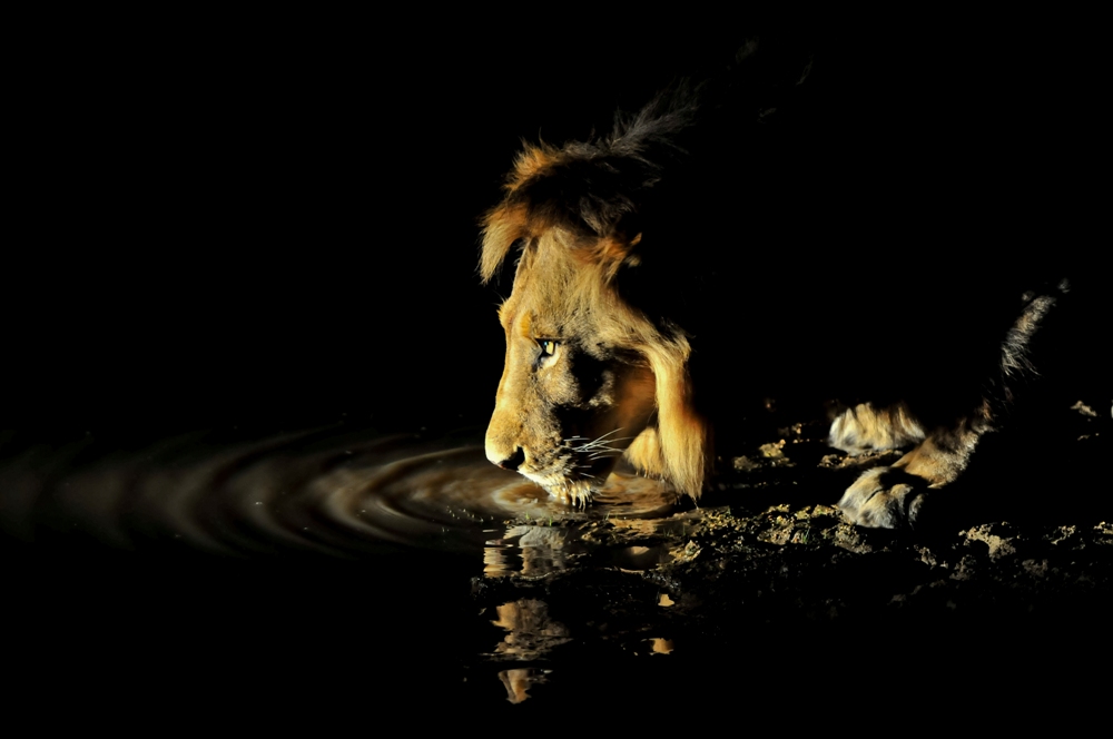 Inyati wildlife a feast for the eyes